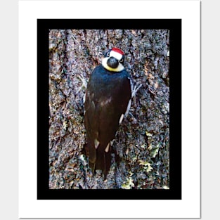 Acorn Woodpecker Looking Behind Itself Posters and Art